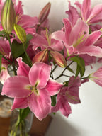 Lily Love