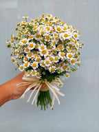 Daisy Days