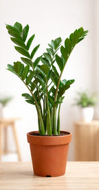 Z Plant