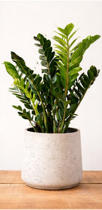 Z Plant