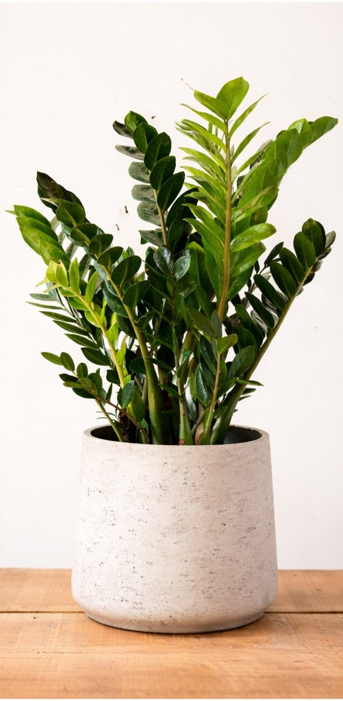 Z Plant